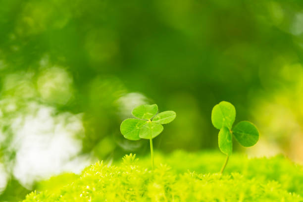 istock A four-leaf clover found in the shade of a forest tree 2156280941