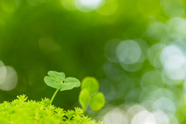 Young fresh green clover leaves closeup. Nature background