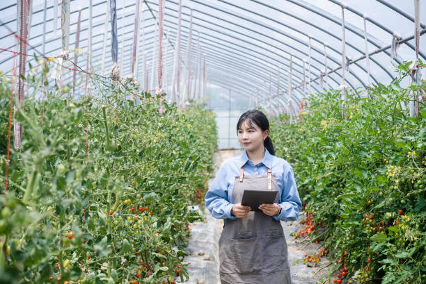 istock female farmer using digital tablet while examining growth of  tomato plants in greenhouse. 2156284308