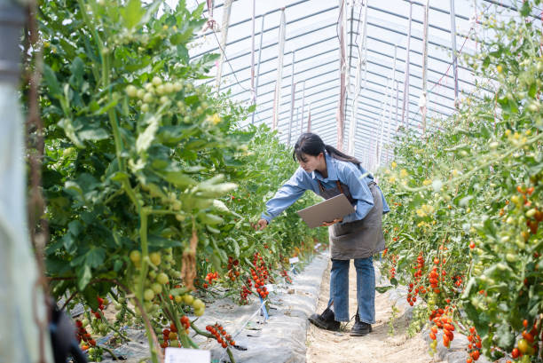 istock female farmer using digital tablet while examining growth of  tomato plants in greenhouse. 2156284356