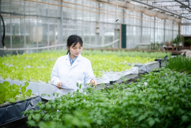 istock female botanist  working with digital tablet in vegetable greenhouse 2156284566