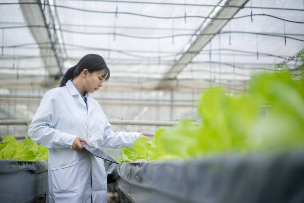 istock female botanist  working with digital tablet in vegetable greenhouse 2156284572