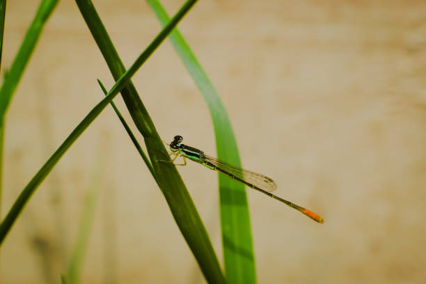 Zygoptera small dragonfly
