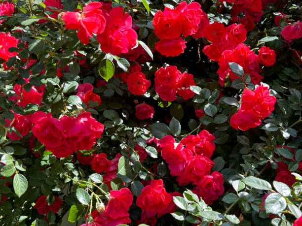 istock Red roses flowers shrub in full blossom. 2156287495