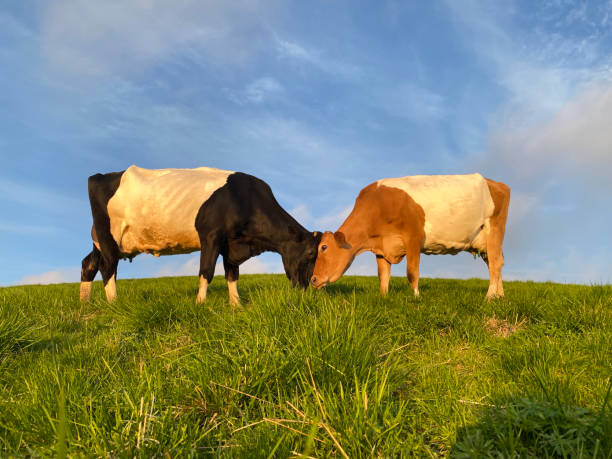 Front view of two beautiful Holstein cows grazing on meadow, green meadow, clear sky background.  Ribadeo, A Mariña area, Lugo province, Galicia, Spain.