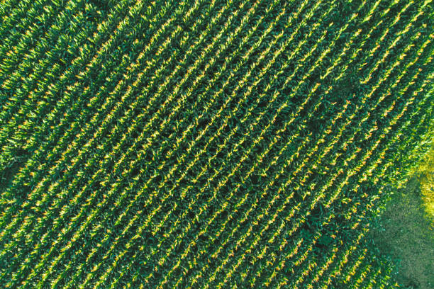 istock drone aerial top view of a cornfield in summertime 2156289221