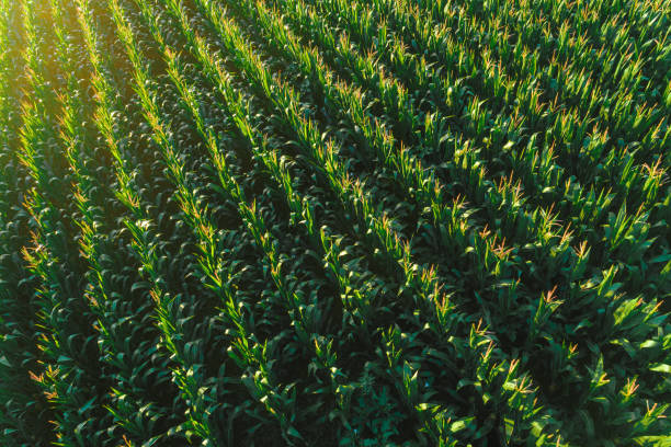 istock drone aerial view of a cornfield in summer 2156289227