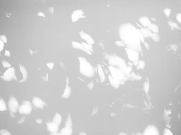 istock Shadow Background Abstract Leave Overlay Wall Floor Light Effect White Plant Sunlight Backdrop Mockup Minimal Spring Summer Nature Grey blur Photography Scene Template Poster Card Frame Product. 2156289663