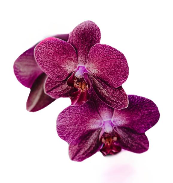 Moth orchid flowers with white isolated background