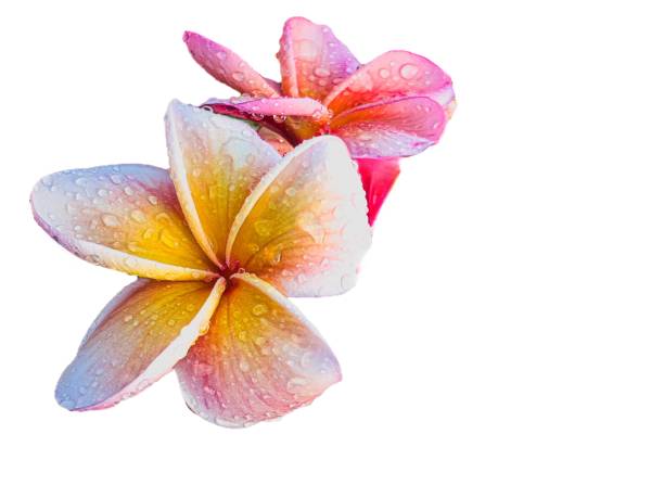 istock Plumeria flowers with white isolated background 2156289698