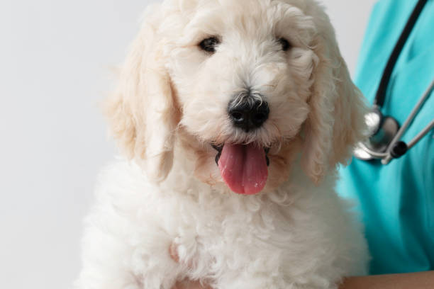 Unrecognizable veterinarian with stethoscope is holding a white poodle dog puppy . Poodle puppy is looking at camera .