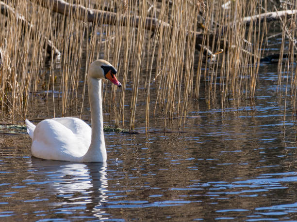 istock landscape with white swan on the lake 2156291642