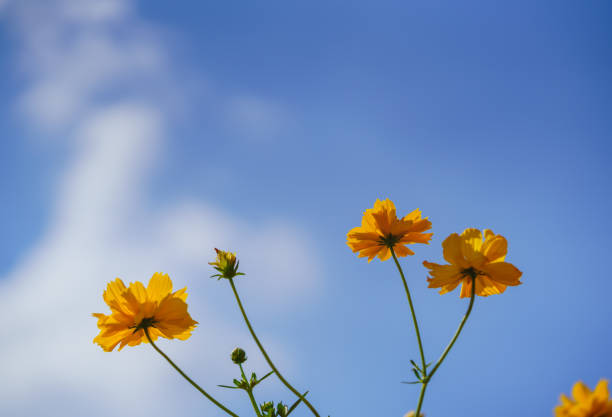 istock Closeup of orange Cosmos flower under sunlight with blue sky and cloud using as background natural plants landscape, ecology wallpaper cover page concept. 2156291967