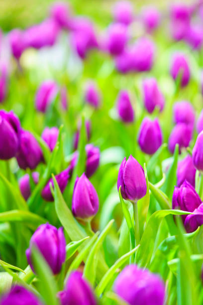 Close up of purple tulips bouquet