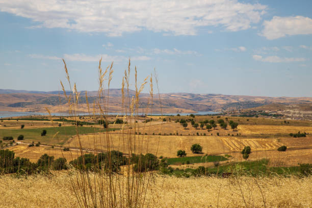 Beautiful summer mountain landscape. Wheat fields and mountains. Kyrgyzstan. Natural background.