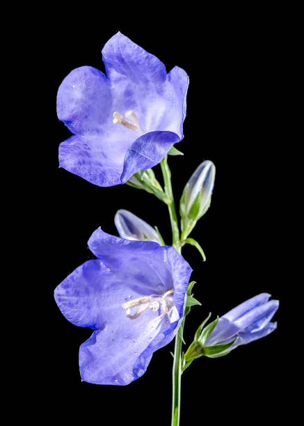 A close-up of alpine harebell flowers overcoming adversity in a harsh mountain environment and battling against wind and snow
