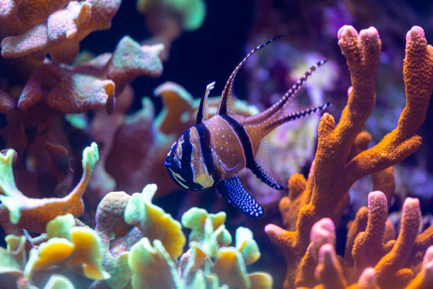 istock Beautiful underwater scenery in aquarium with  fish. 2156293254