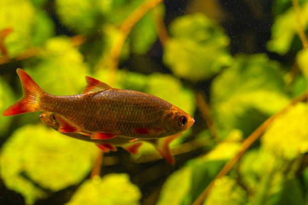 Beautiful underwater scenery in aquarium with fish. Tropical underwater life.