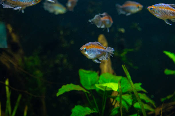 istock Beautiful underwater scenery in aquarium with  fish. 2156293310