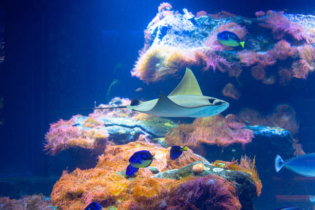 istock Beautiful underwater scenery in aquarium with  fish. 2156293317