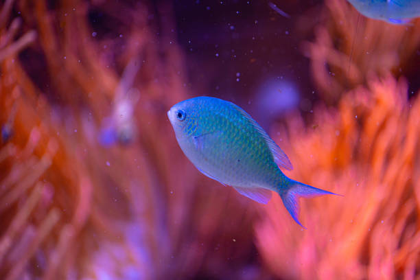 Beautiful underwater scenery in aquarium with blue fish. Tropical underwater life.