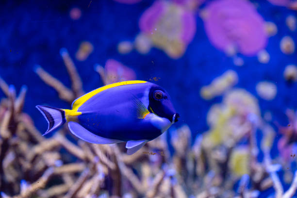 istock Beautiful underwater scenery in aquarium with blue fish. 2156293472