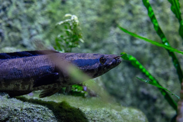 istock Beautiful underwater scenery in aquarium with blue fish. 2156293523