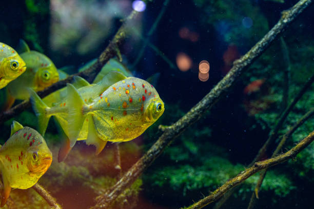 istock Beautiful underwater scenery in aquarium with green fish. 2156293634