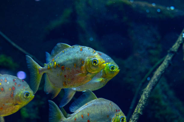 istock Beautiful underwater scenery in aquarium with green fish. 2156293668