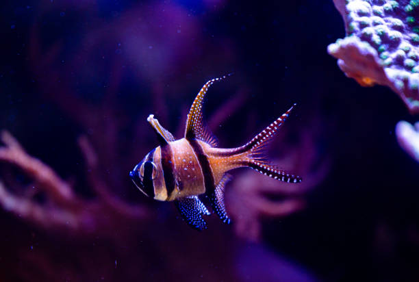 istock Beautiful underwater scenery in aquarium with pink fish. 2156293833