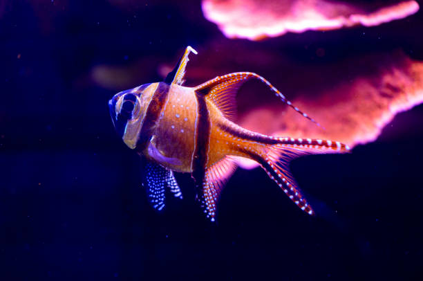 istock Beautiful underwater scenery in aquarium with pink fish. 2156293838