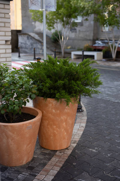 istock coniferous plants in ceramic pots  outdoor veranda 2156294078