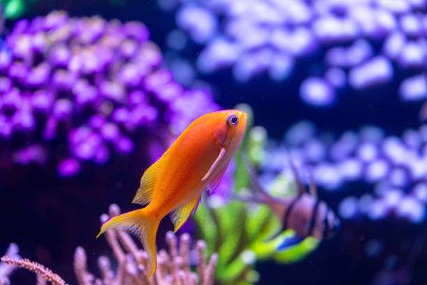 Beautiful underwater scenery in aquarium with yellow fish. Tropical underwater life.