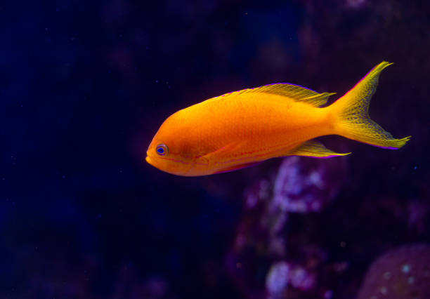istock Beautiful underwater scenery in aquarium with yellow fish. 2156294338
