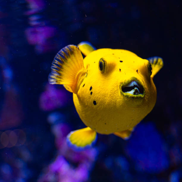 istock Beautiful underwater scenery in aquarium with yellow fish. 2156294345