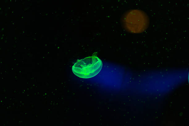 Beautiful, translucent jellyfish floating in the water in green light. Underwater scenery in aquarium.