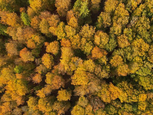 istock Drone view of a forest with autumn colors 2156295048