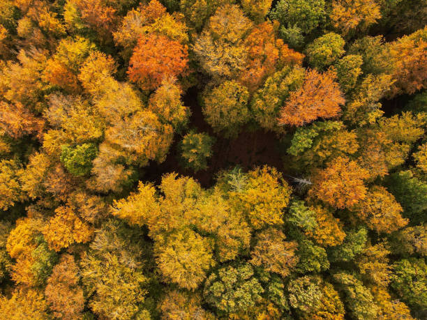 istock View from above of a forest in autumn 2156295167