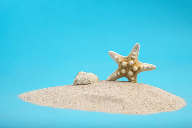 Shells on the beach.