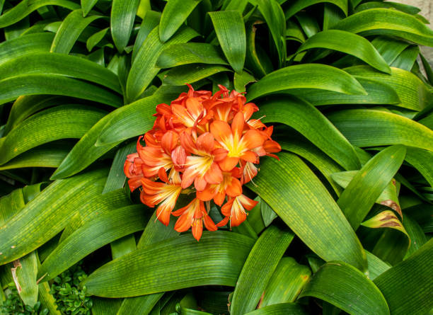 The Natal Lily Flower or Fire Lily Plant, Bush lily, Kaffir Lily