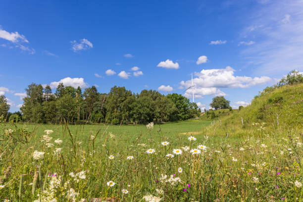 istock Meadow with flowering oxeye daisy flowers 2156296109