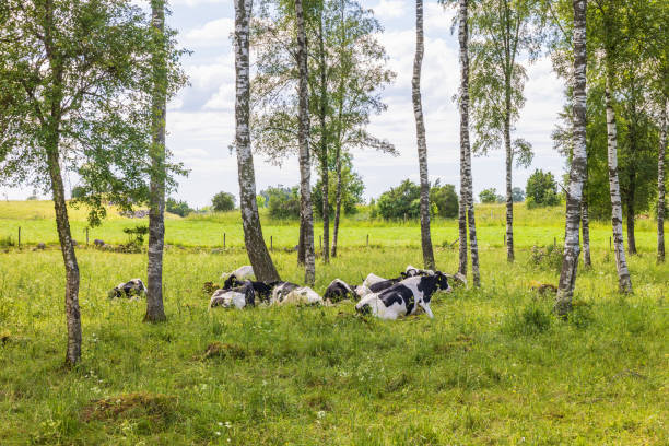 istock Cattle lying in a birch grove in the countryside 2156296143