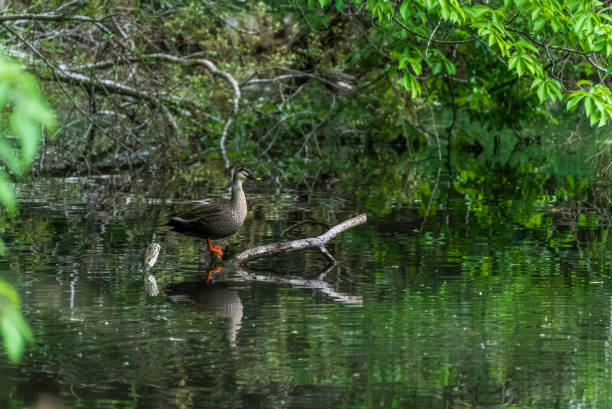istock Fresh green trees and spot-billed ducks reflected on the water surface 2156296629