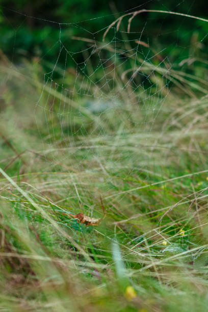 istock vertical picture spider web close up soft focus natural wilderness object in green grass and foliage environment space 2156296803