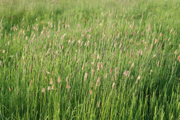 Long grasses in a meadow in summer sunshine