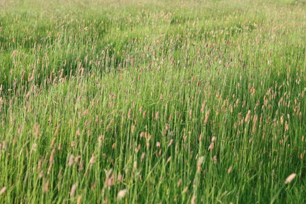istock Long grasses in a meadow in summer sunshine 2156298026