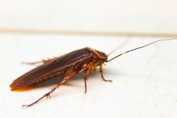 istock close up of a cockroach on the floor 2156298759