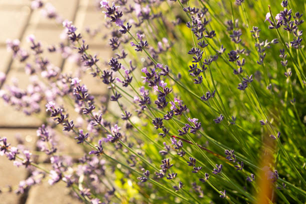 istock blooming fragrant lavender flowers outdoor nature 2156299085