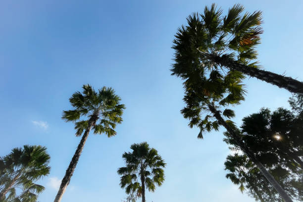 istock Groups of palm trees angle view up to summer tropical blue sky and white soft clouds with silhouette sunlight in background. 2156299116