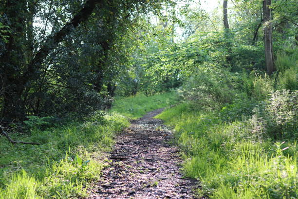 istock Path through a woodland in summer 2156299212